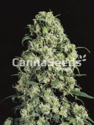 Imagem das sementes Skunk Nr1