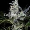 Skywalker Og Zaden Afbeelding