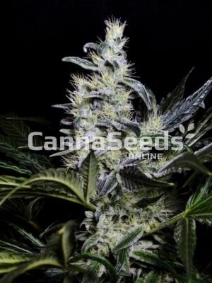 Semillas Skywalker Og Imagen