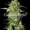 Sour Diesel Zaden Afbeelding