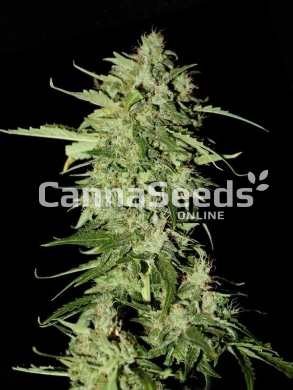 Sour Diesel Seeds Bild