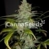 Super Lemon Haze Zaden Afbeelding