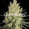 Super Silver Haze Zaden Afbeelding