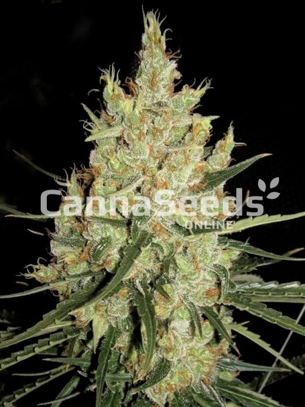 Semillas de Super Silver Haze Imagen