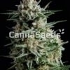 Super Skunk Zaden Afbeelding