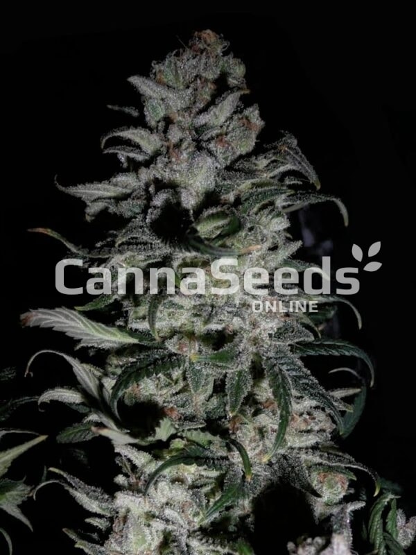 Imagen de semillas Sweet Tooth