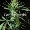 Waikiki Queen Seeds Afbeelding