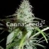 White Diesel Zaden Afbeelding