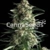 White Haze Zaden Afbeelding