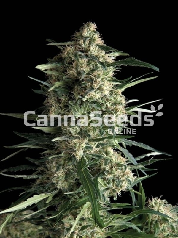 White Haze Seeds Imagen