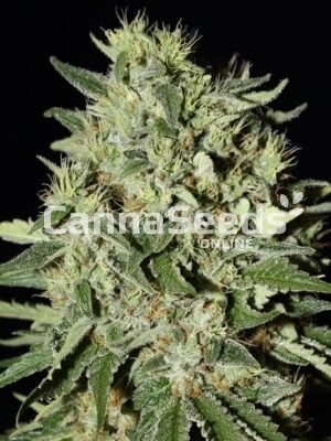 White Rhino Seeds Image