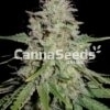White Widow Zaden Afbeelding