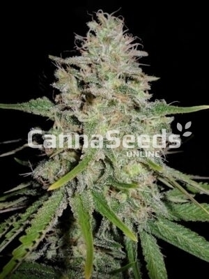 White Widow Zaden Afbeelding