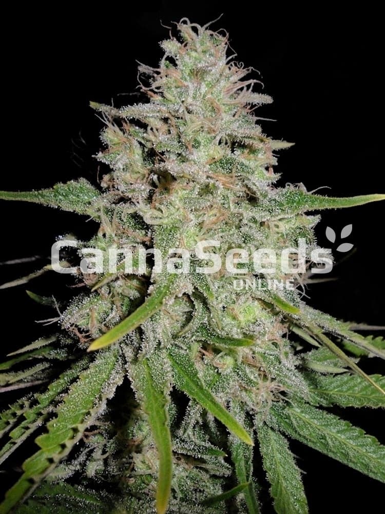 White Widow Seeds Imagen